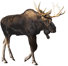 Timberline Moose